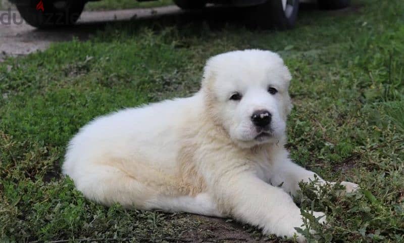 Central asian shepherd dog alabai boy from Russia 11