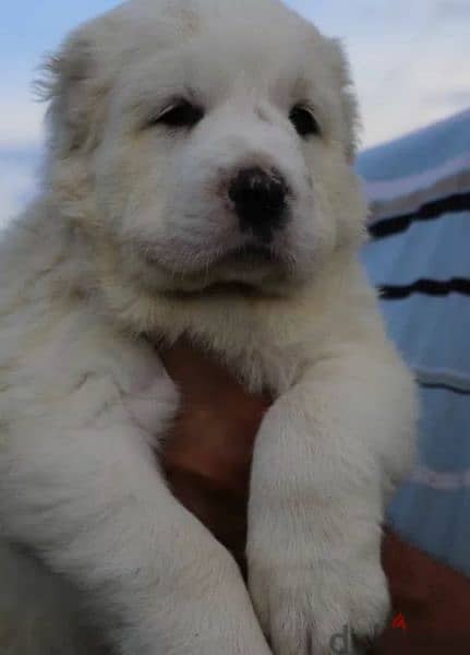 Central asian shepherd dog alabai boy from Russia 12