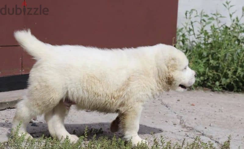 Central asian shepherd dog alabai boy from Russia 13