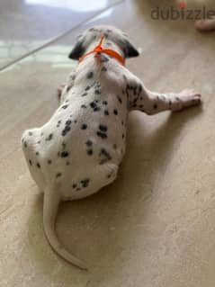 Last blue eyed Dalmation Puppy!