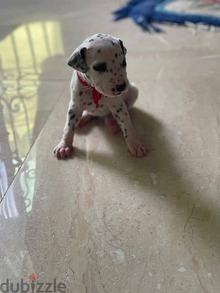 Last blue eyed Dalmation Puppy! 1