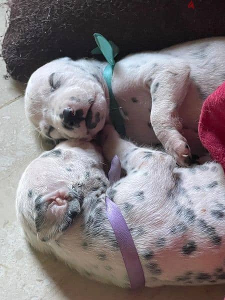 Last blue eyed Dalmation Puppy! 2