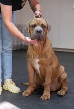 Cane Corso Dog Male Champion Bloodline from Europe