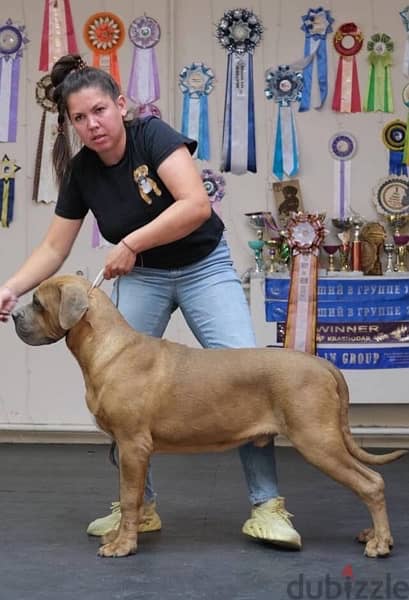 Cane Corso Dog Male Champion Bloodline from Europe 1