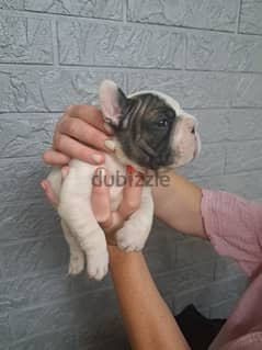 imported French Bulldog for sale - high Quality