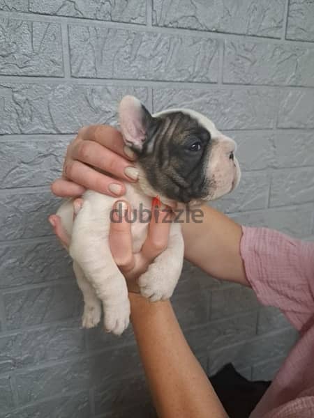 imported French Bulldog for sale - high Quality 0