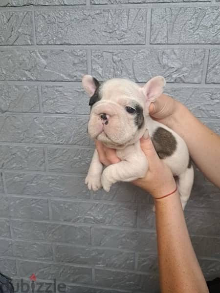 imported French Bulldog for sale - high Quality 1