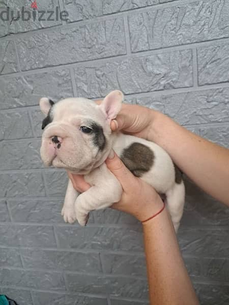 imported French Bulldog for sale - high Quality 2