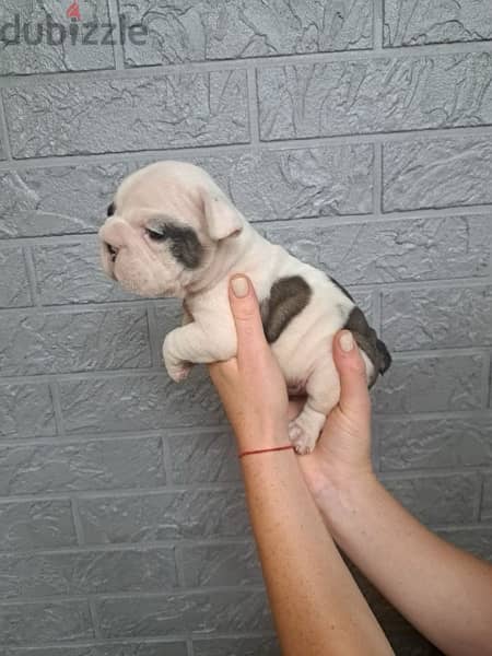 imported French Bulldog for sale - high Quality 3