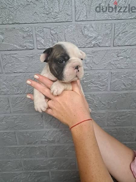 imported French Bulldog for sale - high Quality 4