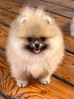 Pomeranian