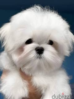 Maltese Dog - Korean Bloodline for sale