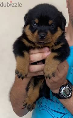 Top puppies Rott