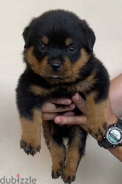 Top puppies Rott