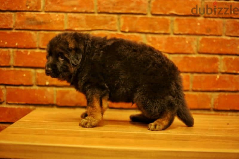 Male German shepherd puppies Female جراوي جيرمن شيبرد ذكر ولد بنت انثي 1