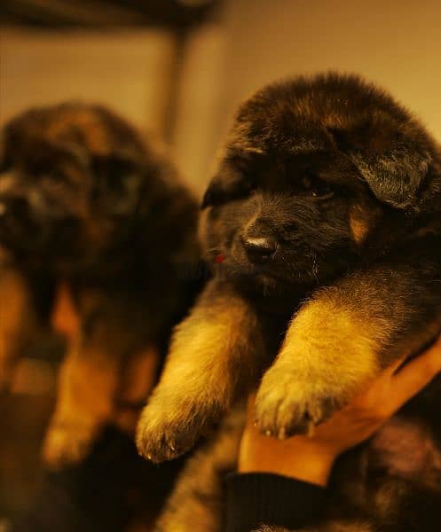 Male German shepherd puppies Female جراوي جيرمن شيبرد ذكر ولد بنت انثي 3