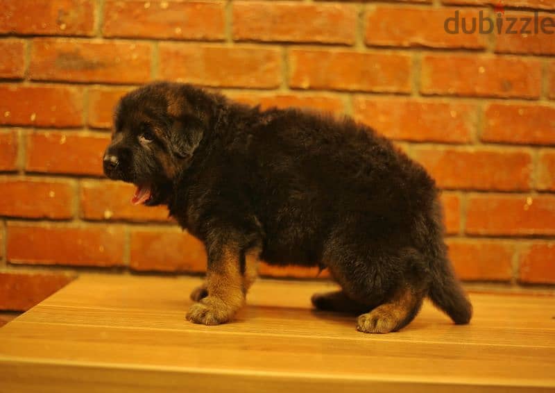 Male German shepherd puppies Female جراوي جيرمن شيبرد ذكر ولد بنت انثي 4