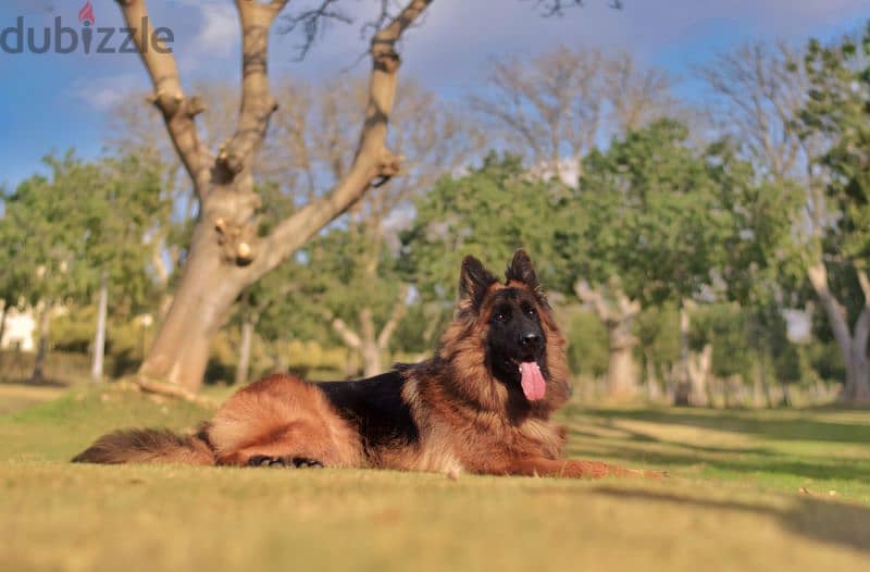 Male German shepherd puppies Female جراوي جيرمن شيبرد ذكر ولد بنت انثي 6