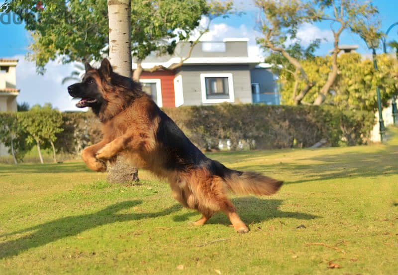 Male German shepherd puppies Female جراوي جيرمن شيبرد ذكر ولد بنت انثي 7