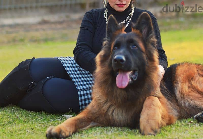 Male German shepherd puppies Female جراوي جيرمن شيبرد ذكر ولد بنت انثي 8