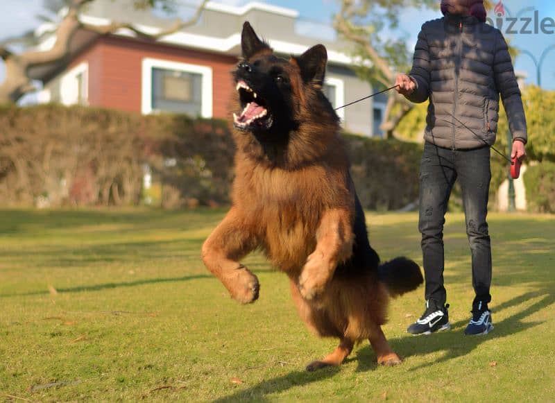 Male German shepherd puppies Female جراوي جيرمن شيبرد ذكر ولد بنت انثي 9