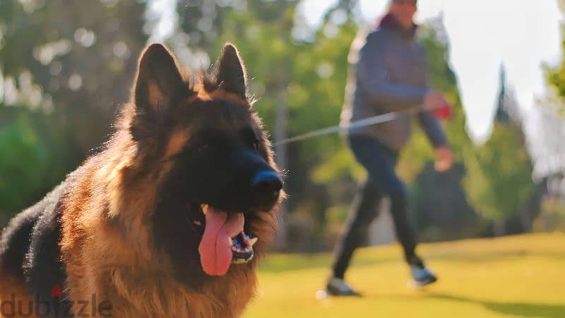 Male German shepherd puppies Female جراوي جيرمن شيبرد ذكر ولد بنت انثي 10