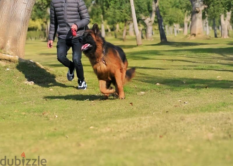 Male German shepherd puppies Female جراوي جيرمن شيبرد ذكر ولد بنت انثي 11