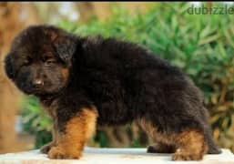 Male German shepherd puppies Female جراوي جيرمن شيبرد ذكر ولد بنت انثي 0