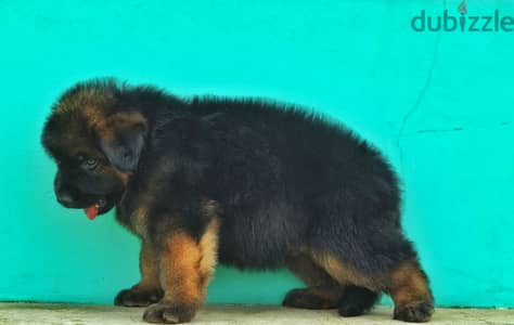 Male German shepherd puppies Female جراوي جيرمن شيبرد ذكر ولد بنت انثي