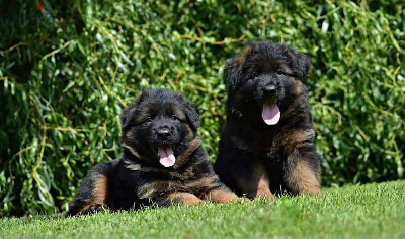 Male German shepherd puppies Female جراوي جيرمن شيبرد ذكر ولد بنت انثي 1