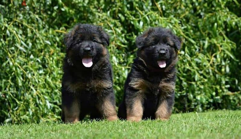 Male German shepherd puppies Female جراوي جيرمن شيبرد ذكر ولد بنت انثي 2