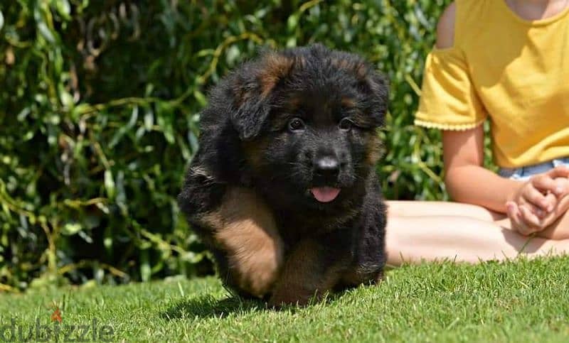 Male German shepherd puppies Female جراوي جيرمن شيبرد ذكر ولد بنت انثي 4