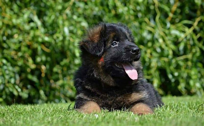 Male German shepherd puppies Female جراوي جيرمن شيبرد ذكر ولد بنت انثي 5