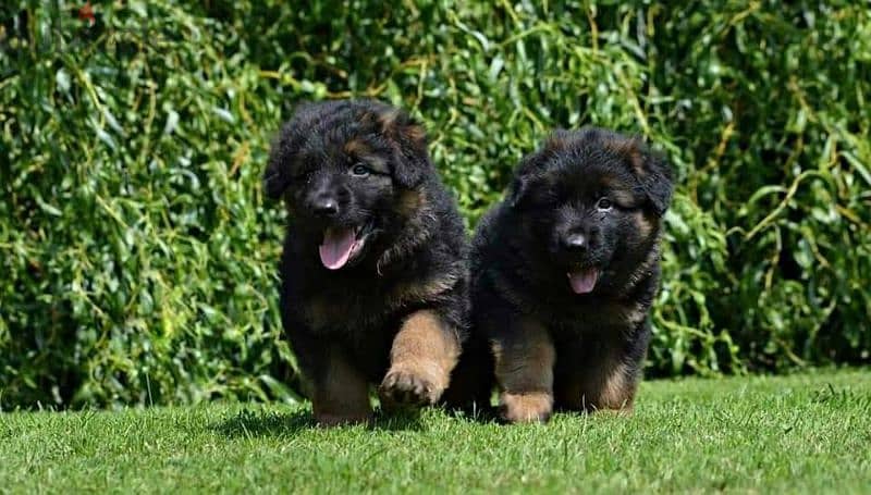 Male German shepherd puppies Female جراوي جيرمن شيبرد ذكر ولد بنت انثي 6