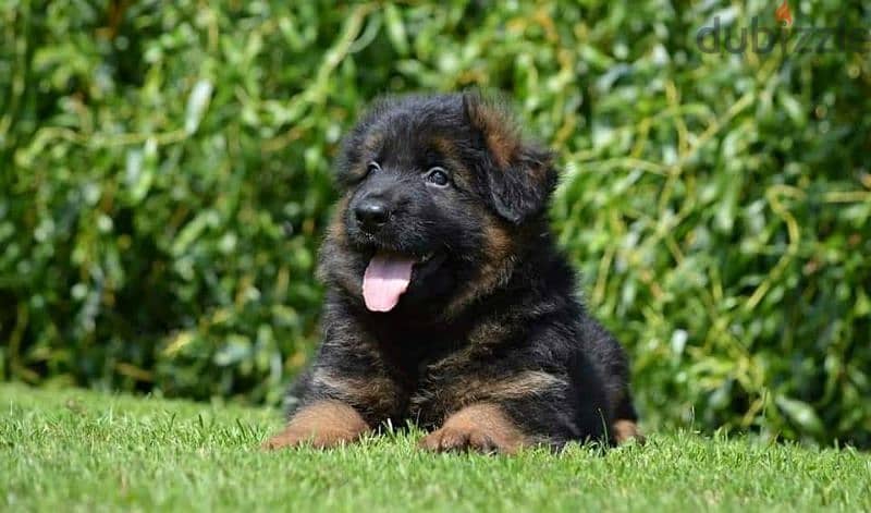 Male German shepherd puppies Female جراوي جيرمن شيبرد ذكر ولد بنت انثي 7