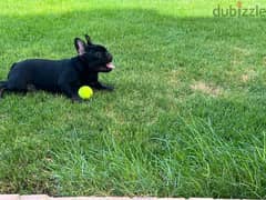 Black and tan French Bulldog 6 months