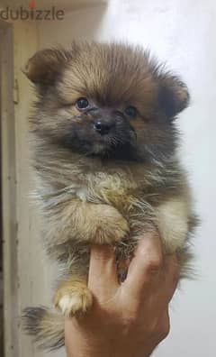 أجمل كلاب pomeranian بنات pomeranian mini 0