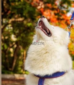 samoyed