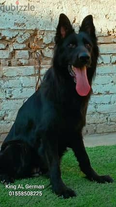 female ROYAL BLACK German shepherd