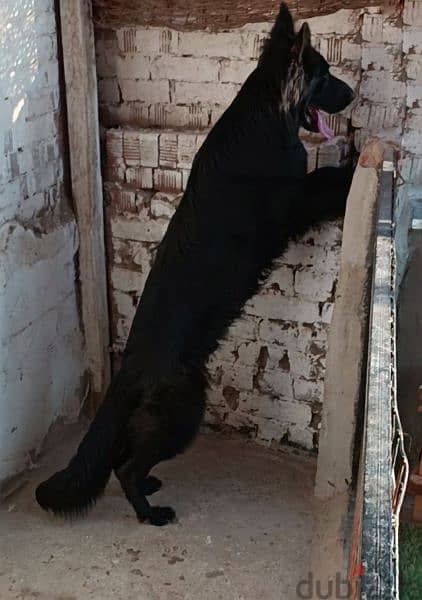 female ROYAL BLACK German shepherd 2