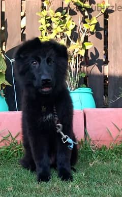 جرو نتايه جيرمن رويال بلاك German shepherd royal black