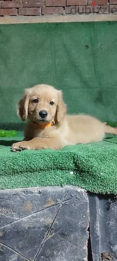 top quality of golden retriever puppies