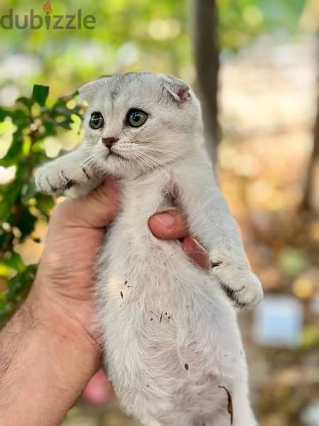 Female Scottish Fold Silverقطه للبيع 1