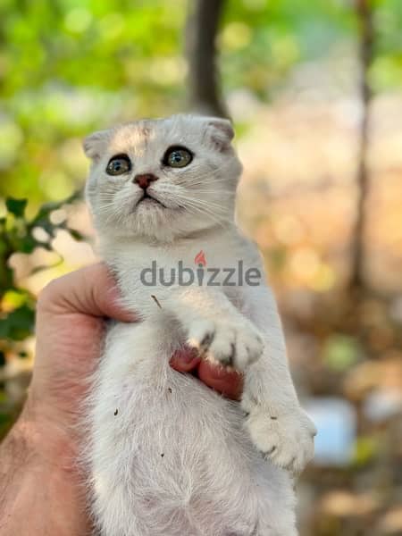 Female Scottish Fold Silverقطه للبيع 2