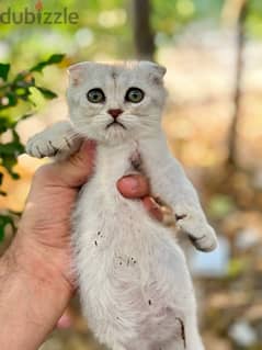 Female Scottish Fold Silverقطه للبيع