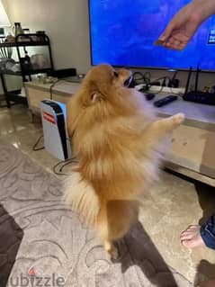 pomeranian. male