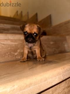 PUG PUPPY (female)