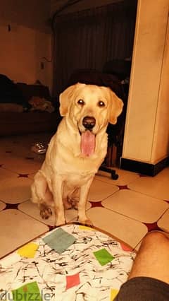 labrador retriever