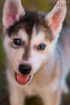 pure puppy white Siberian Husky سيبيريان هاسكي مستوى عالي جدا 0