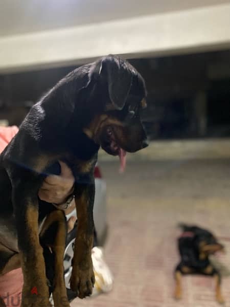 Female puppy Rottweiler جرو بنت روت - 1